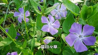福生加美上水橋多摩川提を歩いて羽村の堰へ