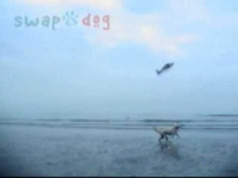 funny dog videos. Muliplex Parkmaster, Funny Dog