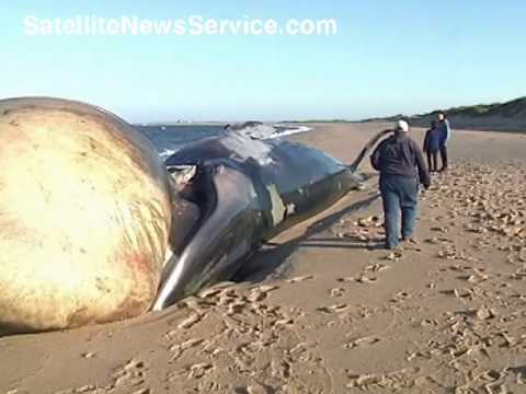 PROVINCETOWN, MA- Finback Whale Washes Ashore (05-22-09)