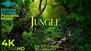 Jungle 4K • Scenic Relaxation Film With Peaceful Relaxing Music And Nature Video Ultra Hd