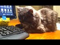 Hansi Cat Stomais Pain Episode Hansi Cat Stomais Pain Episode