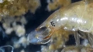 Desmopachria Larva Feeding on Ostracods (Predaceous Diving Beetle)