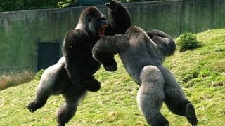 Planet of the Apes Full Movie All Cutscenes Cinematic