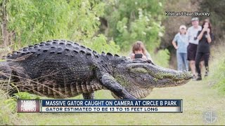 Only in Florida:  of HUGE gator in Lakeland goes viral
