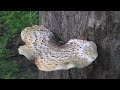 polypore