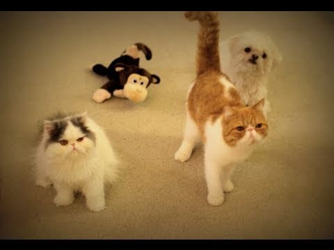 Pets vs ROFL Monkey