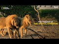 The Throne of the Animal Kingdom | Savage Kingdom | हिन्दी | National Geographic