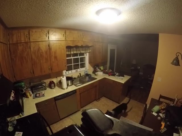 Over Excited Dog Slides Off Kitchen Counter - Video