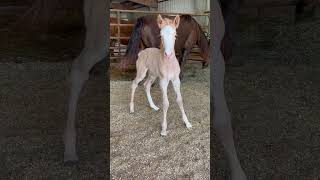 She Is So Cute!!! Brand New Foal! #Shorts #Adorable #Foal #Filly #Horse