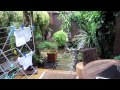 3 Cute Baby Fox Cubs Gamboling in a wet East Dulwich London Back Garden