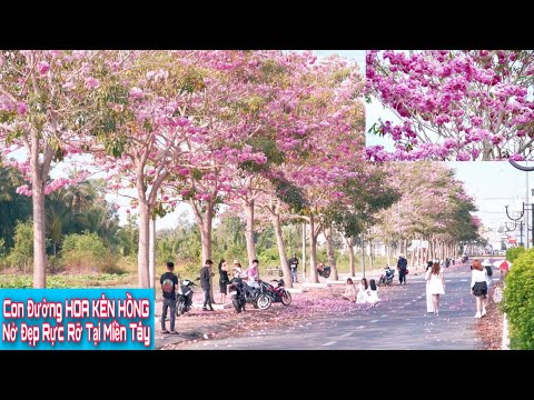 Độc lạ Hoa kèn hồng nở rộ đẹp rực rỡ tại miền tây | Khương nhựt minh