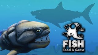 Feed And Grow: Fish