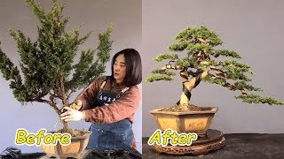 How to bend a bonsai - great bonsai bending skills #49