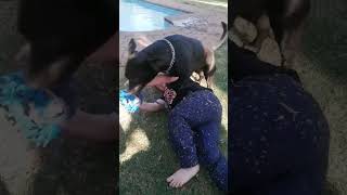 Staffie Love