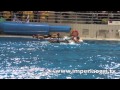 Imperia 69 Battaglie in Piscina I Goliardi Dianesi giochi in piscina 2012