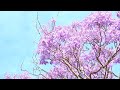 Jacaranda Eos 7d Movie Jacaranda Eos 7d Movie