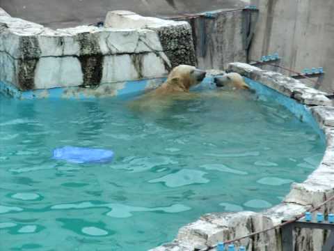 円山動物園　白熊ツインズ