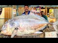 KASIMEDU 🔥 SPEED SELVAM | OMG 😱 49 KG BIGG TREVALLY FISH CUTTING VIDEO | IN KASIMEDU | FF CUTTING