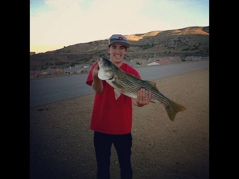 striped bass line weight