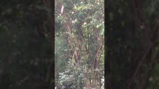 Anak Ga Ada Ahklak Di Vidio Malah Buka Celana