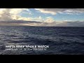 Whale Watch Breach Clip