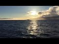 Whale Watch Breach Clip