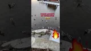 Crash Landing Of Cutie Duck