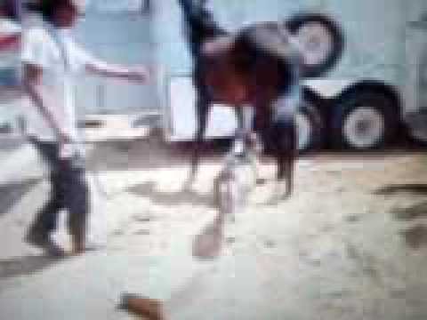 funny horse videos. girl snake funny video