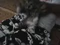 Kucing Joget Keep Smile Cesar Lucu images Kucing Joget Keep Smile Cesar Lucu