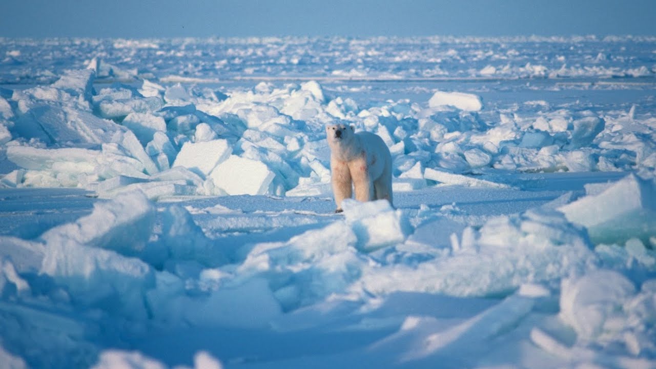 A polar bear in the Arctic 