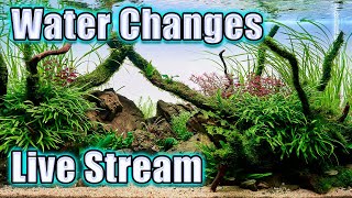 [LIVE]  Fish Tank Water Changes - People Have Strong Feelings