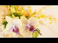 ☆10時間☆超長時間モーツアルト作業用BGM　勉強用や赤ちゃんの育脳にモーツアルトの音楽を