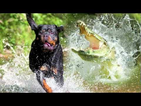 Dog Alligator
