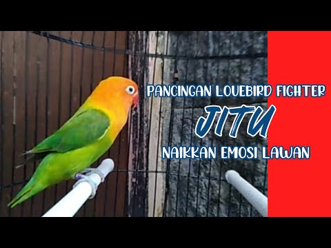 Pancingan Labet Fighter Jitu Naikkan Emosi Lawan  !!! Lovebird Gacor Ngetik Ngekek Panjang !!!