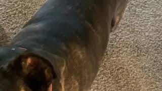 Pit Bull Vs. Balloon