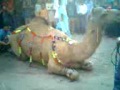 Camel Kurbani In Faisalabad 2009 Post By Ahsan Dewan images Camel Kurbani In Faisalabad 2009 Post By Ahsan Dewan