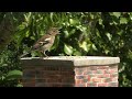 Sounds for Cats : 4 HOURS of Beautiful Garden Birds