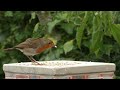 Sounds for Cats : 4 HOURS of Beautiful Garden Birds