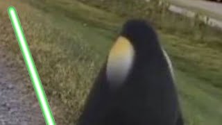 Penguin Staring At Sunset With Force Theme.