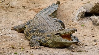 Крокодильи разборки, 2010 NatGeo Wild