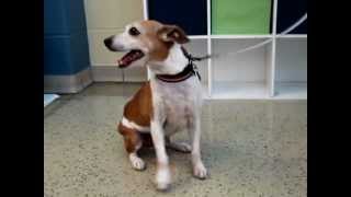 Jack-Available At The Humane Society Of Missouri