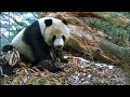 Giant panda bears in the forest - David Attenborough - BBC wildlife
