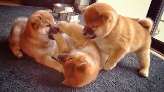 Goofy carnivoruss potats - MLIP / Ep 205 / Shiba Inu puppies