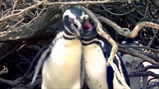 Aldatılan Penguen -Türkçe Altyazılı-