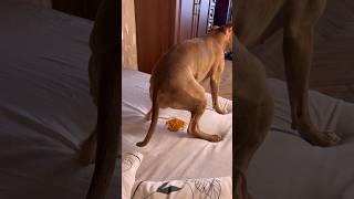 Когда собака хочет в туалет 🚨 #shorts  #питбульджина  #funnydogs #cutedogs  #funnyvideo