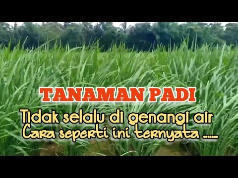 PADI BUKAN TANAMAN AIR‼️ini penjelasannya