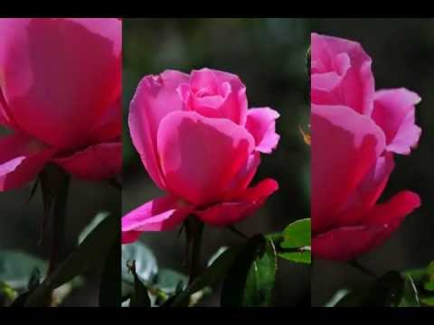 Sevastopol florist