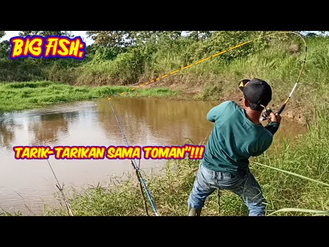 GANASNYA MONSTER TOMAN BIKIN KETETER"!!!perlawanan sengit auto viral