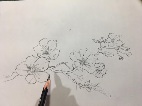 Mĩ Thuật 7 | Ký họa hoa đào | #Painting #Drowing #Vẽ #Tranh #HoaDao @Center ART
