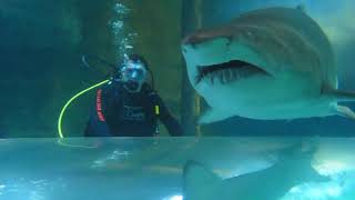 Kid Falls Into Shark Tank And Couldn 39 T Get Out In Time Kid Falls Into Shark Tank And Couldn 39 T Get Out In Time